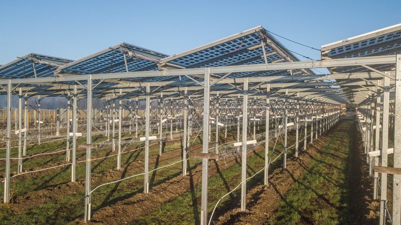Heinz Schmid kombiniert Himbeeren mit Solarstrom