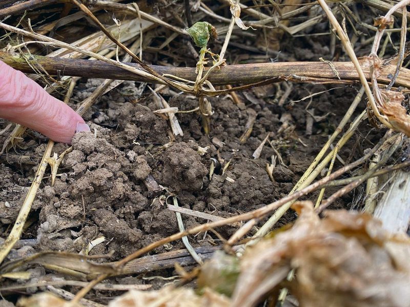 Bedeckter Boden ist geschützt vor Frost, prasselndem Regen und sommerlicher Hitze. Damit bleibt er krümelig.
