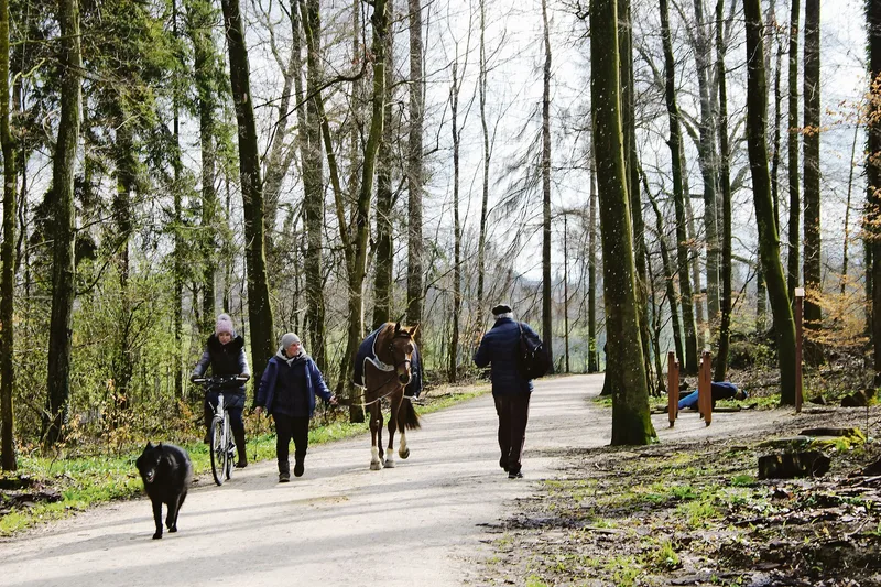 Wald tut gut. Seit der Covid-19-Pandemie bewegen sich gegen viermal mehr Menschen als üblich im Allschwiler Wald.