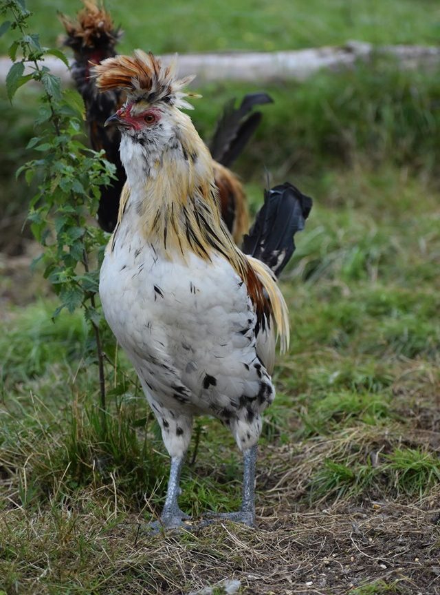 Vor 100 Jahren ausgestorben: Das Tirolerhuhn ist dank Züchtung zurück