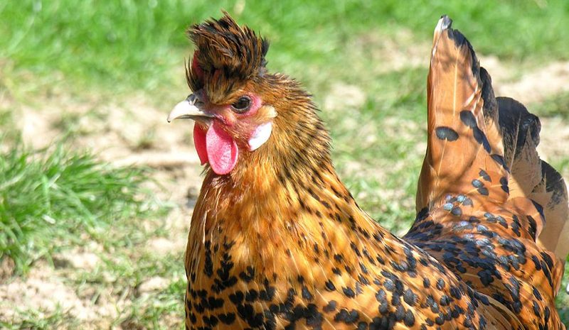 Vor 100 Jahren ausgestorben: Das Tirolerhuhn ist dank Züchtung zurück
