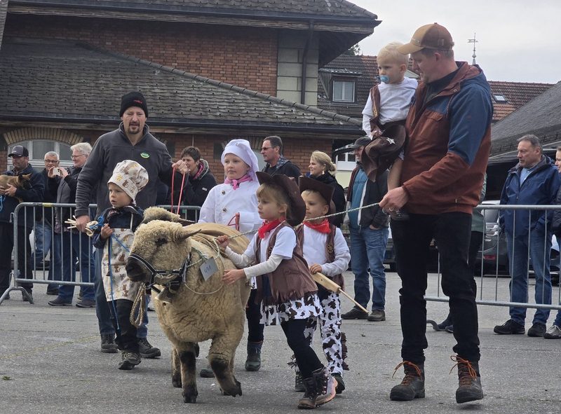 Jungzüchter-Wettbewerb begeistert an der 5. Expo des Braunköpfigen Fleischschafs in Thun