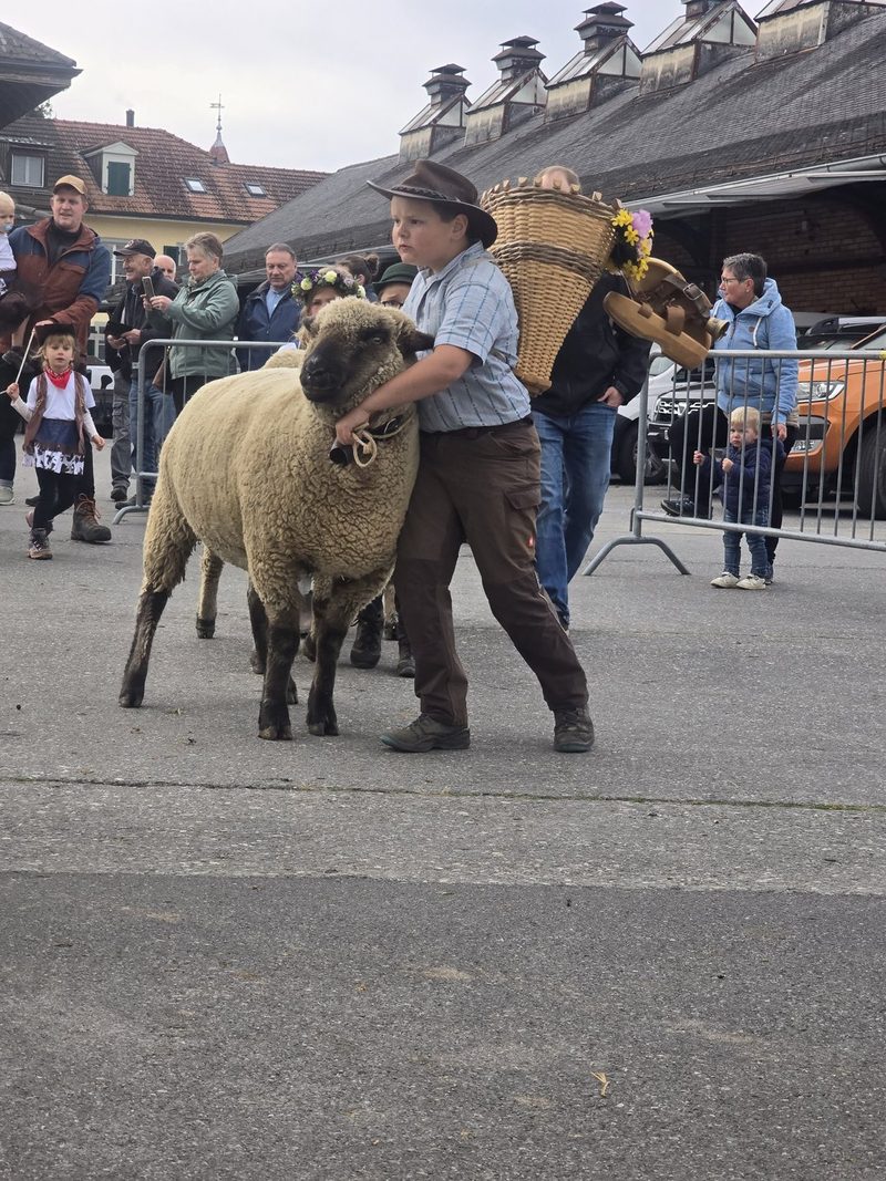 Jungzüchter-Wettbewerb begeistert an der 5. Expo des Braunköpfigen Fleischschafs in Thun