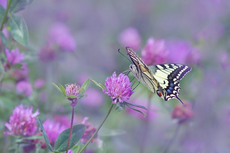 Ausfälle beim Honig, Verschnaufpause im Wald und Mücken im Hoch – der verregnete Sommer wirkt unterschiedlich