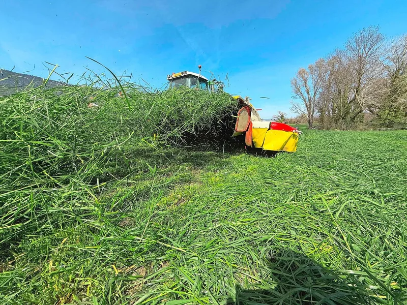 Das Gras wird konsequent auf 10 bis 13 cm hoch gemäht, wozu extra Hochschnittkufen ans Mähwerk montiert wurden. Das mindert die Futterverschmutzung.