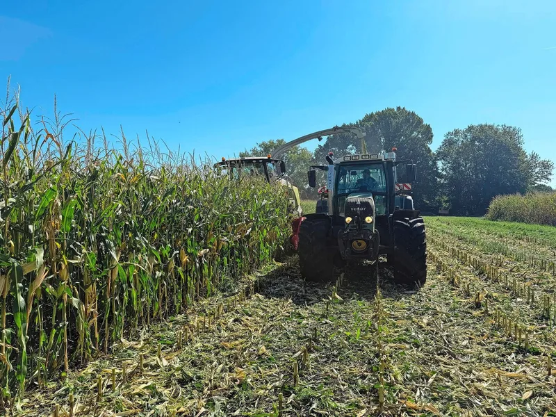 Immer vier Maisreihen werden ganz gehäckselt und bei zwei Reihen nur die Kolben. Das erhöht den Energiegehalt in der Silage und gibt Erntereste für den Boden.