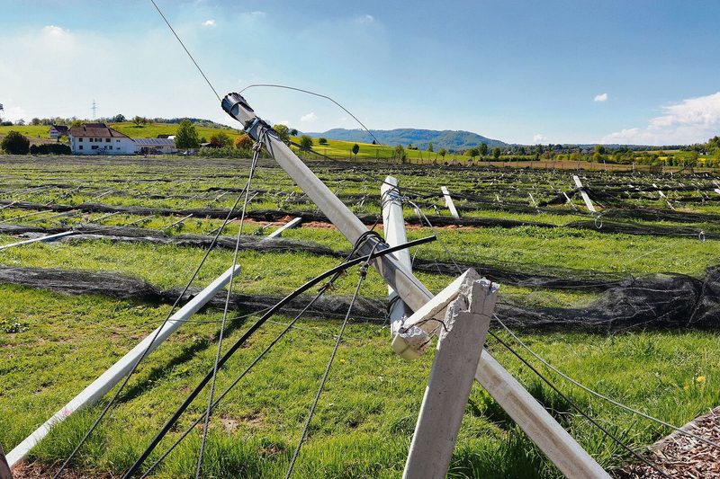 70 Prozent der Bäume auf dem Loorhof haben das Unwetter überlebt