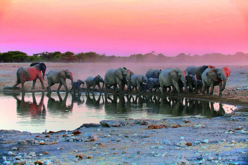 Namibia – Faszinierende Tierwelt und facettenreiche Landwirtschaft