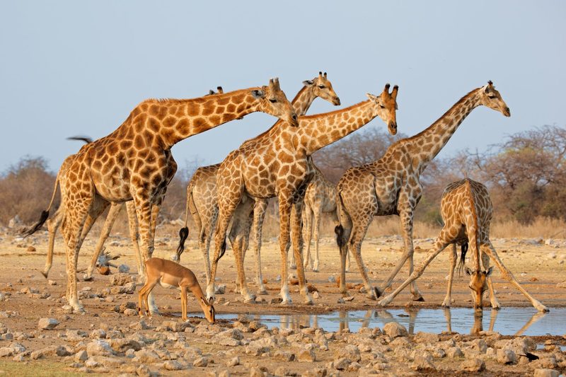 Namibia – Faszinierende Tierwelt und facettenreiche Landwirtschaft