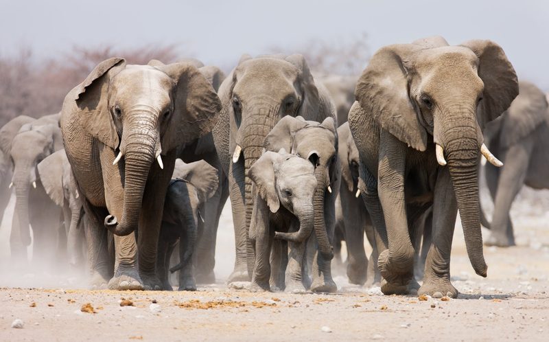 Namibia – Faszinierende Tierwelt und facettenreiche Landwirtschaft