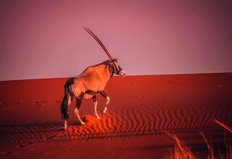 Namibia – Faszinierende Tierwelt und facettenreiche Landwirtschaft