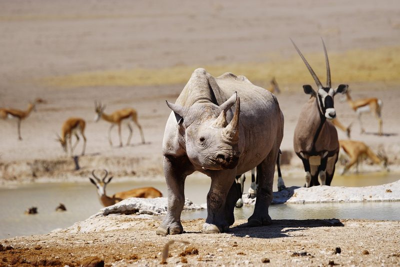 Namibia – Faszinierende Tierwelt und facettenreiche Landwirtschaft