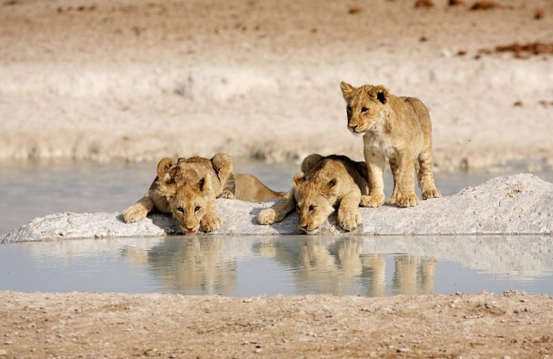 Namibia – Faszinierende Tierwelt und facettenreiche Landwirtschaft