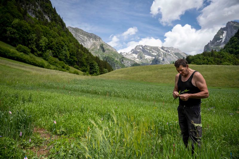 Lokales Getreide, bester Alpkäse und geschlossene Kreisläufe: Drei Erfolgsgeschichten aus dem Berggebiet
