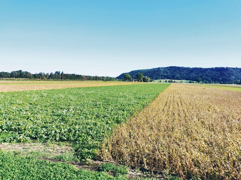 In Streifen wurden hier vier Kulturen auf derselben Parzelle angebaut. Anfang September standen so bereits hohe Gründüngungen neben abreifendem Soja.