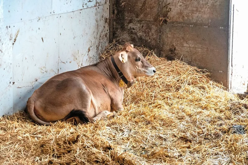 Ein junges Rind liegt in einer Bucht im Stall, auf Stroh.