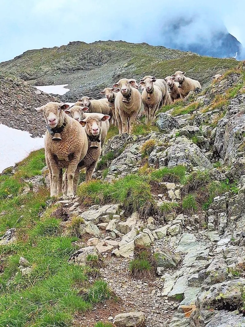 Auf der Alp extensiv, im Tal intensiv: eine Umstellung für Schafe.