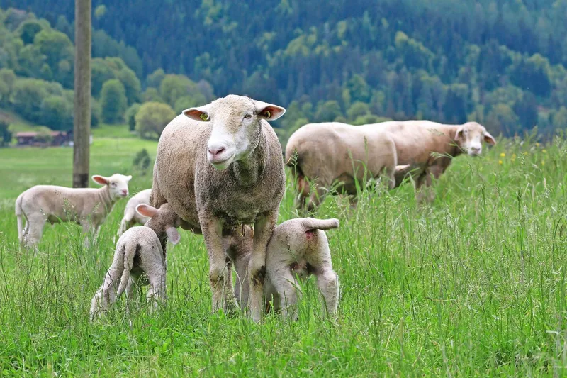 In drei bis vier Monaten erreichen Rizzis eigene Tiere ein Lebendgewicht von 46 bis 48 Kilogramm und sind bereit zur Schlachtung.