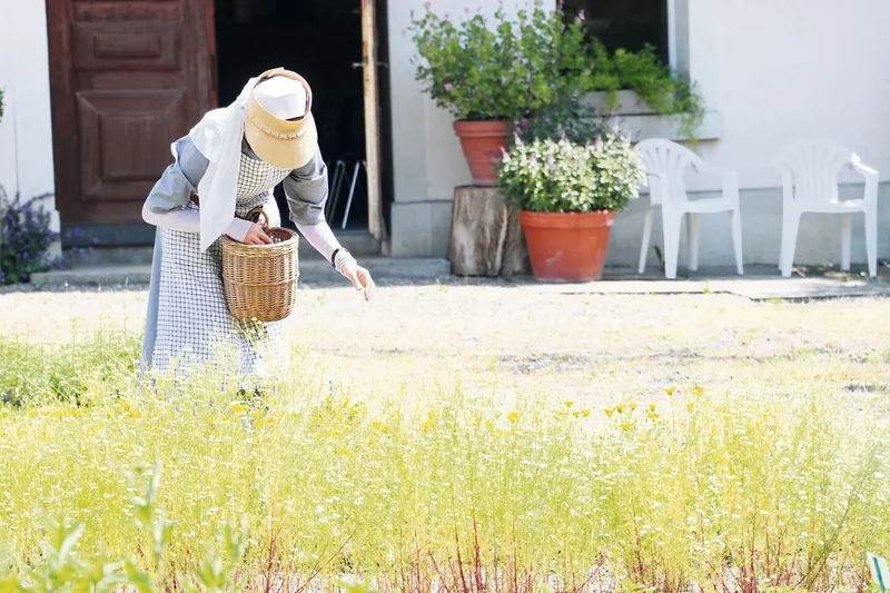 Handarbeit: Die Klosterfrauen pflücken die Kräuter und verarbeiten sie nach dem Trocknen zu verschiedenen Produkten.