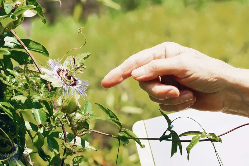Schatzgarten: Auf dem Rundgang gibt es Raritäten wie diese Passionsblume zu entdecken.