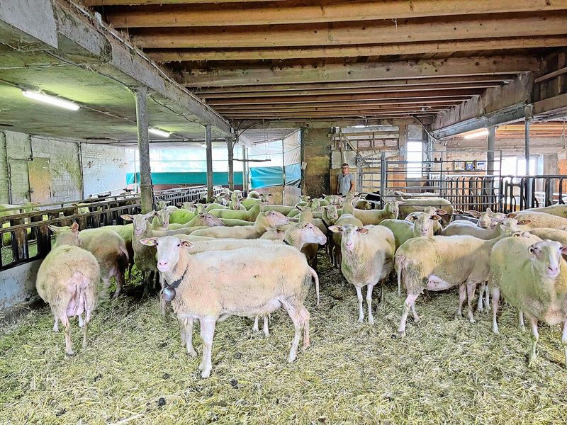 Im Sommer tagsüber am liebsten im gut durchlüfteten Stall: Milchschafherde der Rasse Ostfriesen bei Habermachers in Rickenbach.