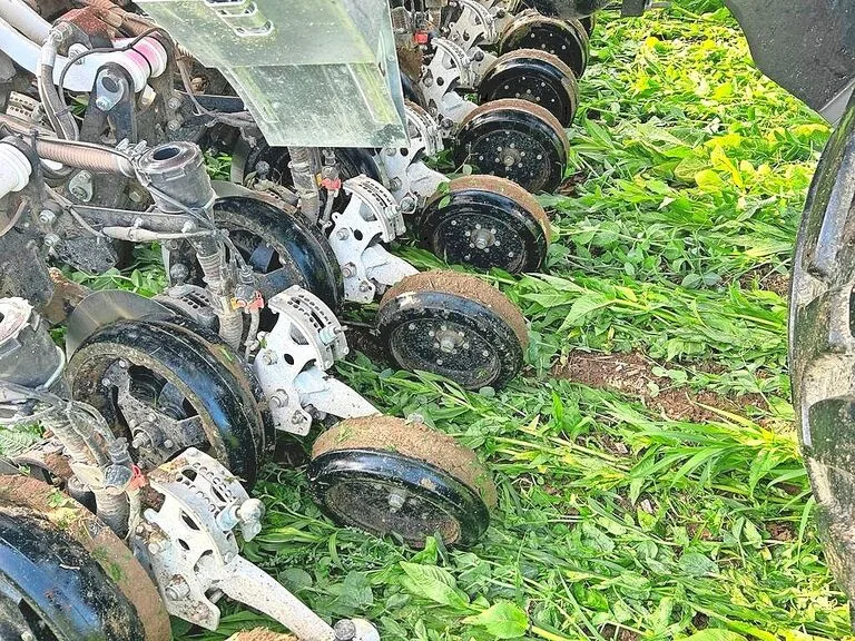 Herbstliche Direktsaat in eine Gründüngung: Swiss No-Till will die Konservierende Landwirtschaft mit Praktikern weiterentwickeln.