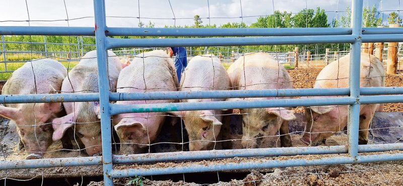 Dicksons halten einige Schweine für das Catering-Unternehmen. Mit Randen und Joghurt wird das Fleisch besonders fein.