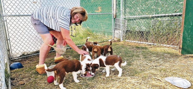 Jackie Dickson füttert ihre reinrassigen Border-Collie-Welpen. Es wird der letzte Wurf sein, den die kanadische Bäuerin gezüchtet hat. Die 60-Jährige wünscht sich mehr Zeit für ihre Pferde.