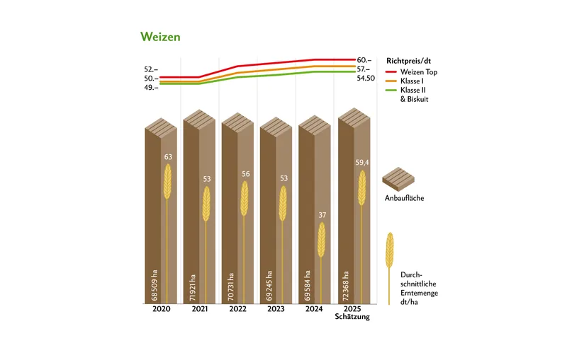 Die Preise blieben 2025 unverändert zum Vorjahr, die Anbaufläche nahm um ca. 3000 ha zu. Die Erträge lagen mit 59,4 dt/ha über dem Fünfjahresschnitt.