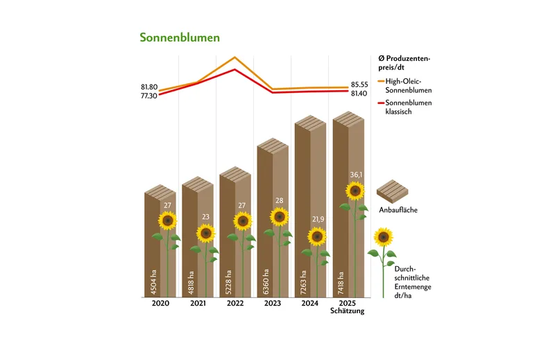 Die Anbaufläche von Sonnenblumen ist seit 2020 stets gewachsen. Die Preise blieben gegenüber 2024 ziemlich stabil.