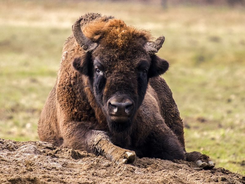 Bilanz zu bedrohten Wildtieren: Feldhamster verlieren, Wisente und Seegurken gewinnen