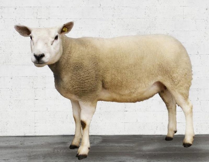Wollig sind sie alle – mehr oder weniger: Schafrassen in der Schweiz im Kurzporträt