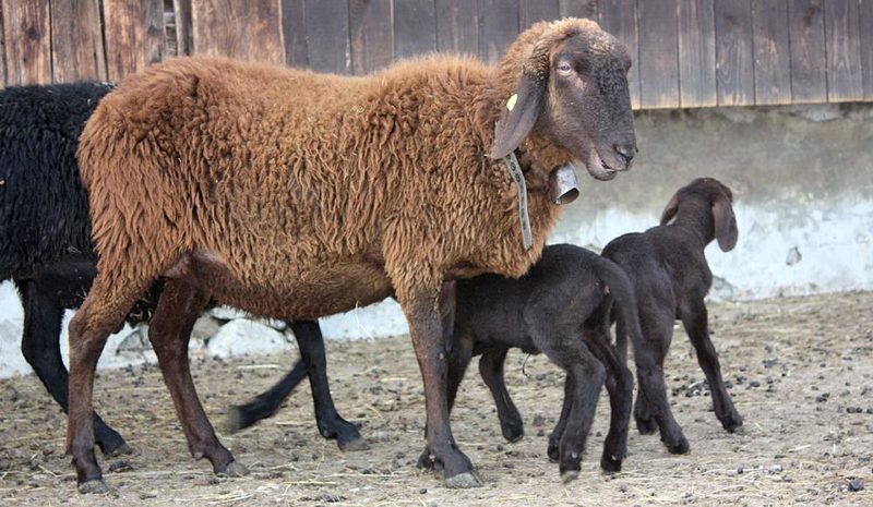 Wollig sind sie alle – mehr oder weniger: Schafrassen in der Schweiz im Kurzporträt