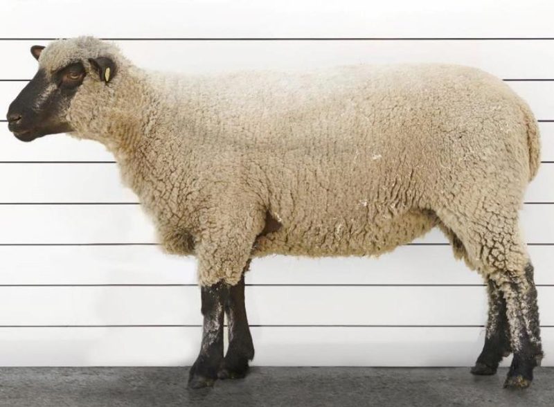 Wollig sind sie alle – mehr oder weniger: Schafrassen in der Schweiz im Kurzporträt