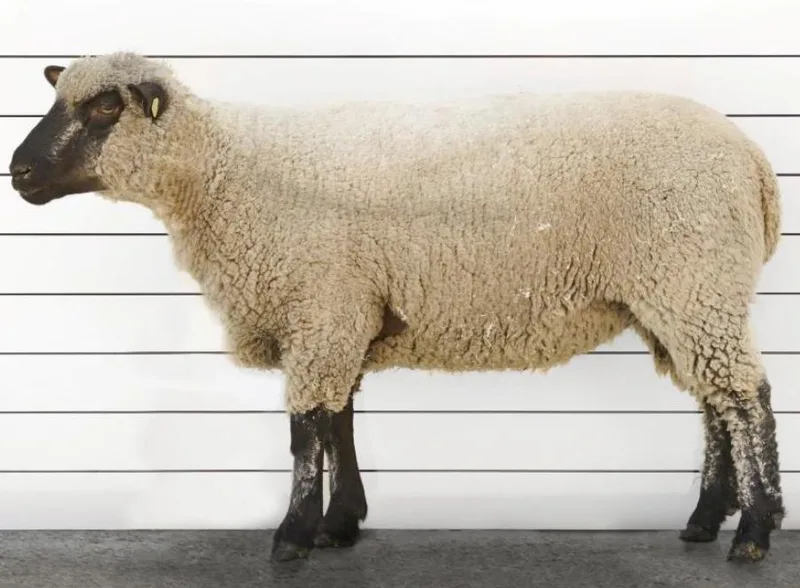 Wollig sind sie alle – mehr oder weniger: Schafrassen in der Schweiz im Kurzporträt