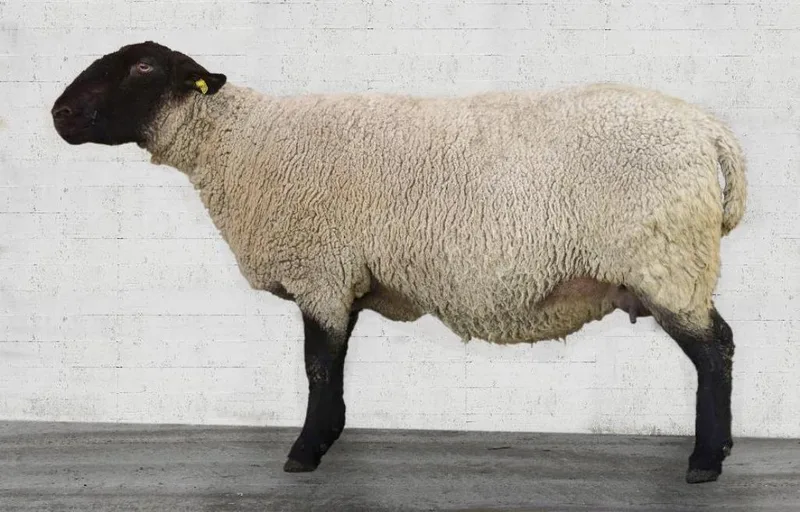 Wollig sind sie alle – mehr oder weniger: Schafrassen in der Schweiz im Kurzporträt