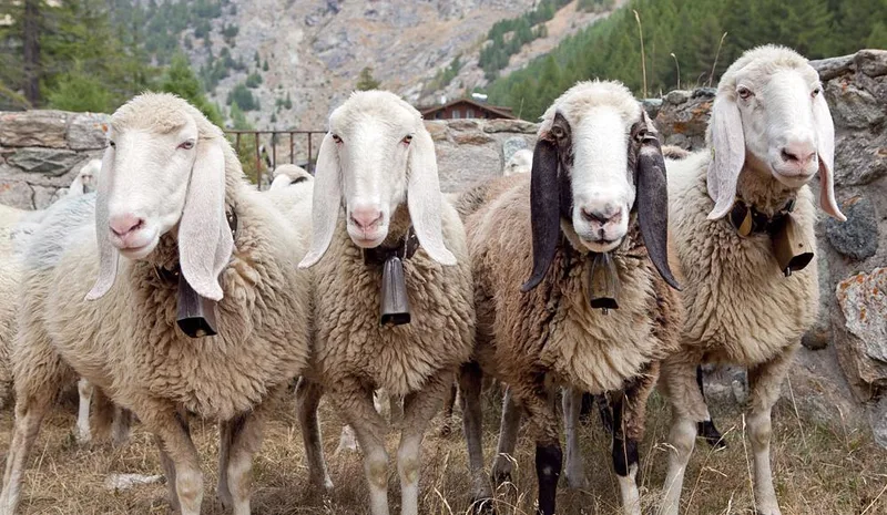 Wollig sind sie alle – mehr oder weniger: Schafrassen in der Schweiz im Kurzporträt