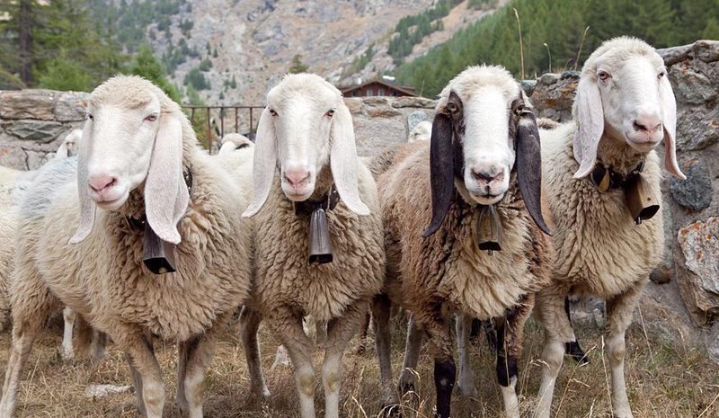 Wollig sind sie alle – mehr oder weniger: Schafrassen in der Schweiz im Kurzporträt