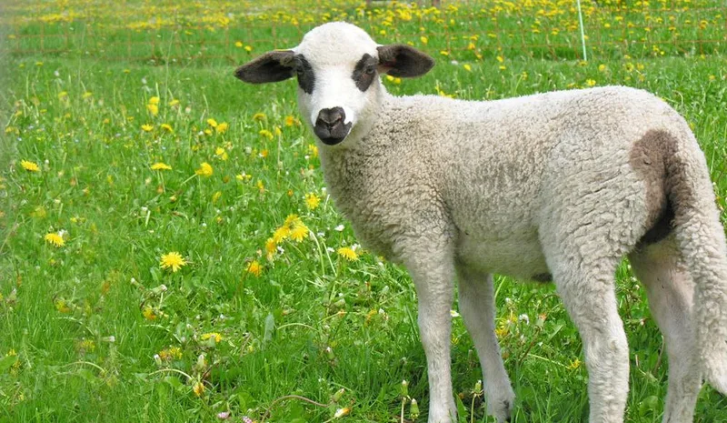 Wollig sind sie alle – mehr oder weniger: Schafrassen in der Schweiz im Kurzporträt