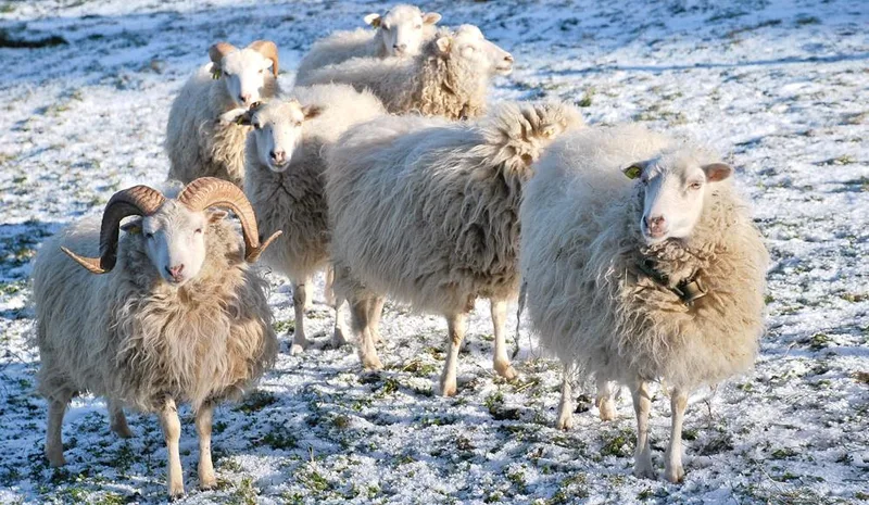 Wollig sind sie alle – mehr oder weniger: Schafrassen in der Schweiz im Kurzporträt