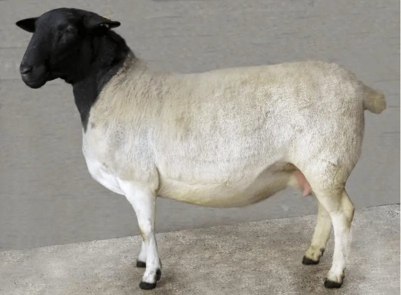 Wollig sind sie alle – mehr oder weniger: Schafrassen in der Schweiz im Kurzporträt