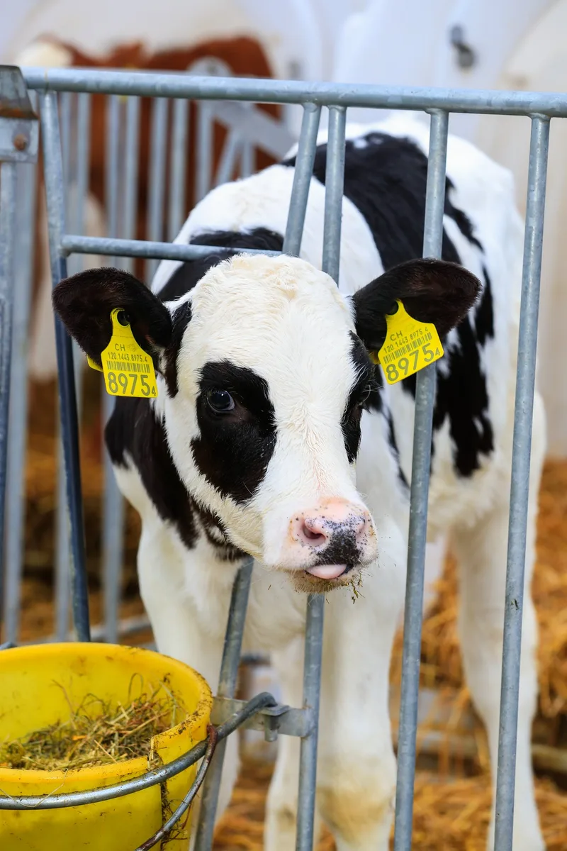 Ein Kalb steht in seiner Einzelbucht und schaut durch die Öffnung im Gitter.