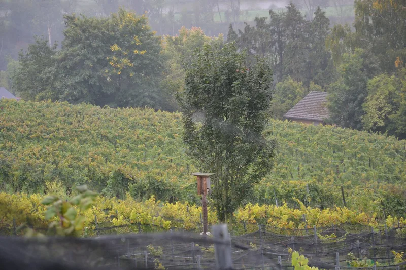 Dank mehr Biodiversität: Voller Ertrag bei einem Drittel weniger Reben