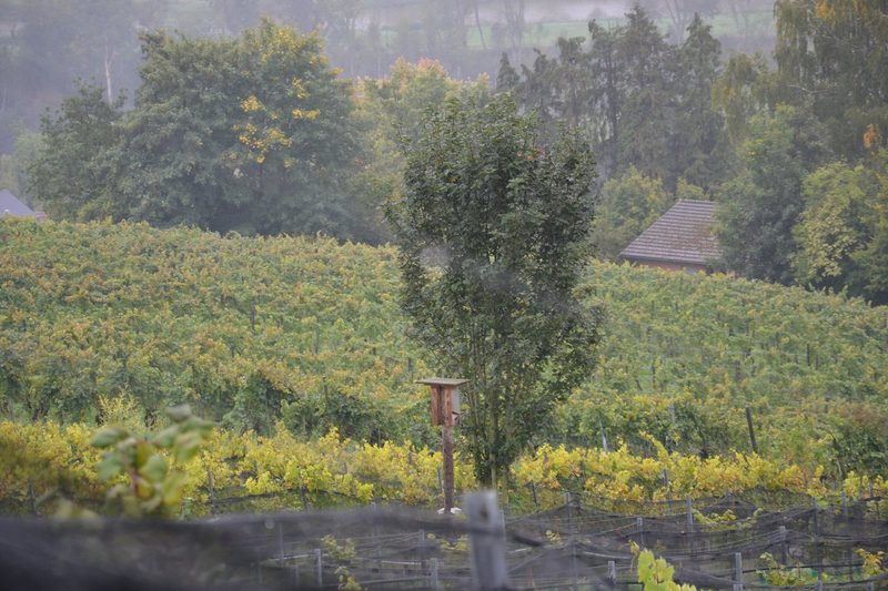 Dank mehr Biodiversität: Voller Ertrag bei einem Drittel weniger Reben