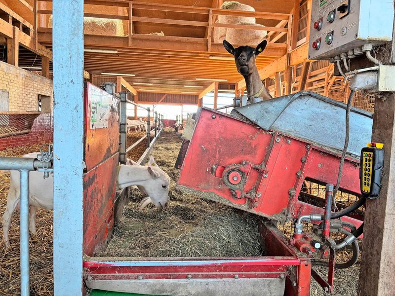 Vom elektrischen Futtermischwagen gelangt die Teilmischration bestehend aus Maissilage, Emd, Heu und Brot direkt auf das Futterband.