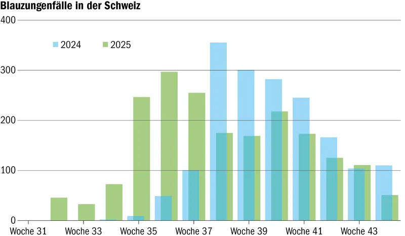 Blauzungenkrankheit: Was wir jetzt von Österreich lernen können