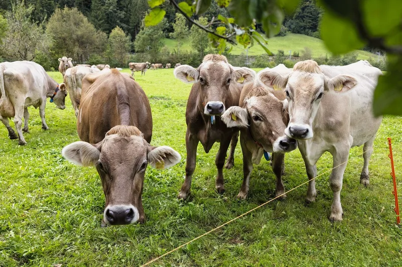 Eine Gruppe von Braunvieh