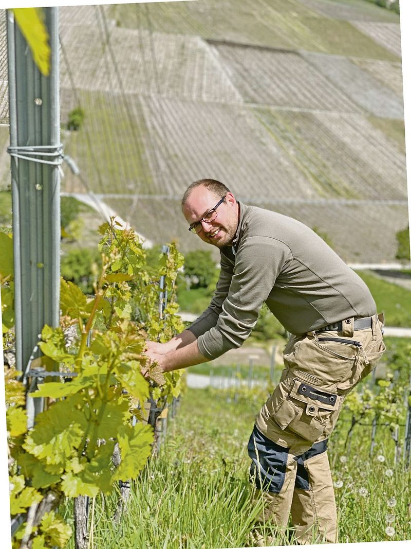 Die grösste Herausforderung für Biowinzer Marc Güntert ist das Gras in den Rebbergen. Hat es zu viel Unkraut, leiden die Reben unter Trockenstress.