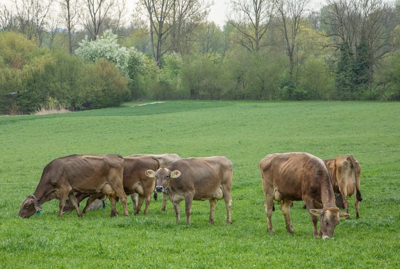 Braunvieh Schweiz zeichnet 298 Kühe mit dem Titel Economy Star aus
