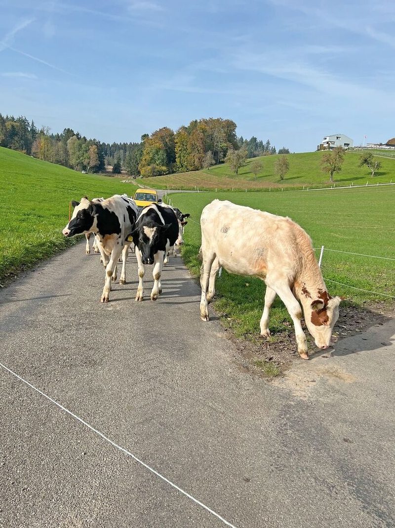 «Tagebuch»: Schneiden & waschen
